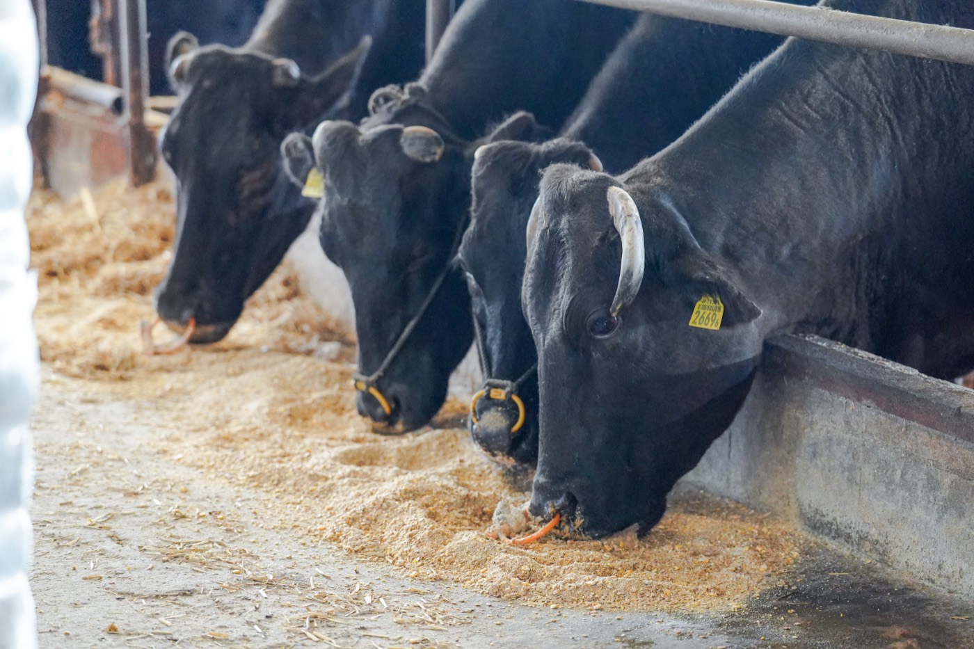 Japanese Black cattle feeding at our farm in Miyazaki